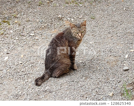 Sitting stray cat Sitting stray cat 128625340