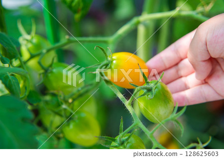 Yellow Aiko mini tomato from a home garden Yellow Aiko mini tomato from a home garden 128625603