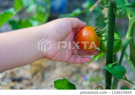 Medium-sized tomatoes grown in a home garden 128625604