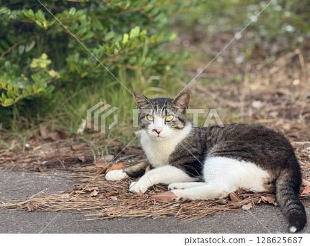 Brown and white cat with eyes wide open 128625687