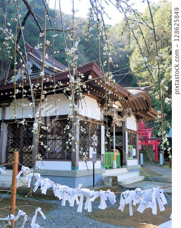 Spring at Hinakubo Onsen Shrine: Plum blossoms blooming in the grounds (Yatsushiro, Kumamoto Prefecture) Spring at Hinakubo Onsen Shrine: Plum blossoms blooming in the grounds (Yatsushiro, Kumamoto Prefecture) 128625849