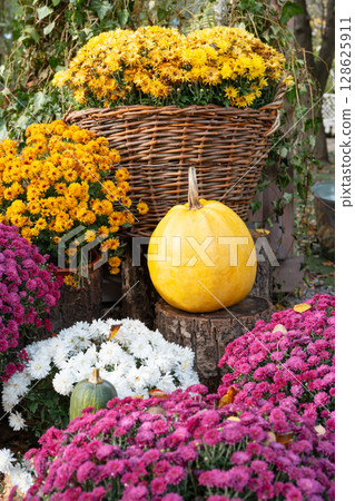 Autumn pumpkin and colorful chrysanthemums in garden setting, perfect for Halloween holiday themes 128625911
