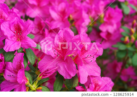 Blooming pink japan Azalea Ericaceae flowers, rhododendron flower macro, background Blooming pink japan Azalea Ericaceae flowers, rhododendron flower macro, background 128625914