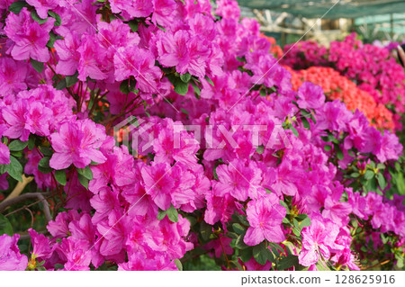 Blooming pink japan Azalea Ericaceae flowers, rhododendron flower macro, background Blooming pink japan Azalea Ericaceae flowers, rhododendron flower macro, background 128625916