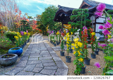Chrysanthemums blooming at Hokongo-in Temple 128626767