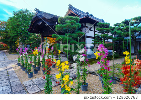 法金剛院菊花盛開 法金剛院菊花盛開 128626768