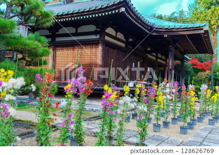 法金剛院菊花盛開 128626769