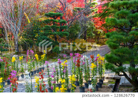 Chrysanthemums blooming at Hokongo-in Temple 128626770