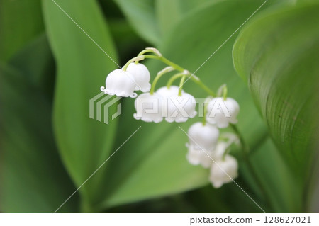 Lily of the valley Lily of the valley 128627021