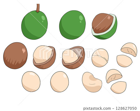 Illustration of macadamia nuts 128627050