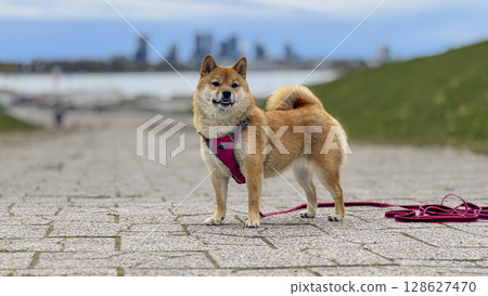 Adorable red Shiba Inu dog happily walking on lush green gras 128627470