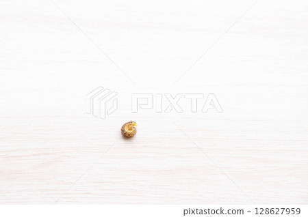 蜷縮的棉鈴蟲 蜷縮的棉鈴蟲 128627959