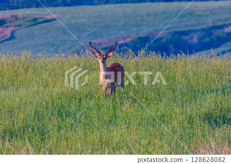[Hokkaido_Wakkanai_Cape Soya] The northernmost point of Japan, the Soya Hills 128628082