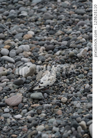 A white pigeon walks along a stone beach in Batumi 128628110