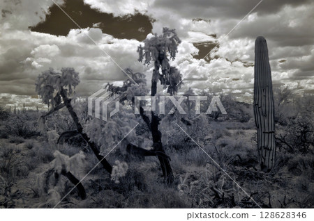 Sonoran Desert Arizona in Infrared 128628346