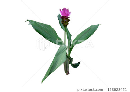 Curcuma alismatifolia Gagnep flower 128628451