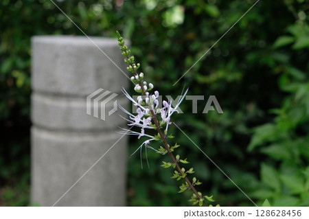 Orthosiphon aristatus or Cat's Whiskers bush Orthosiphon aristatus or Cat's Whiskers bush 128628456