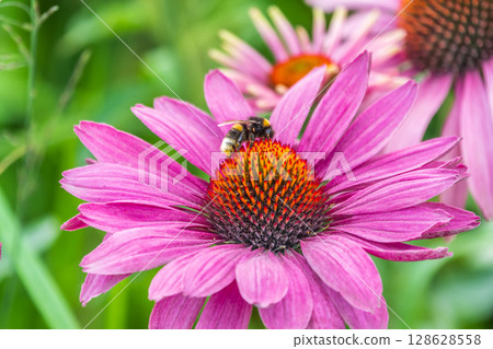 A closeup shot of a bee collecting pollen on a purple echinacea flower A closeup shot of a bee collecting pollen on a purple echinacea flower 128628558