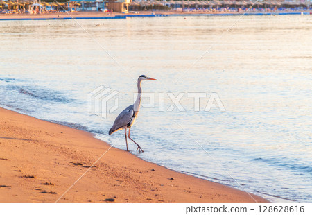 Gray heron fishing on the beach of the Red Sea. Naama Bay beach, Sharm El Sheikh, Egypt Gray heron fishing on the beach of the Red Sea. Naama Bay beach, Sharm El Sheikh, Egypt 128628616