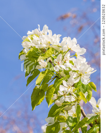 Apple tree branches with white flowers on a background of blue clear sky. 128628632
