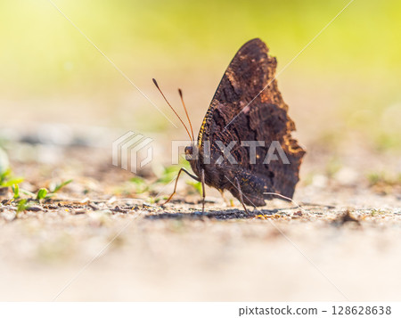 Peacock butterfly on the ground among the grass 128628638