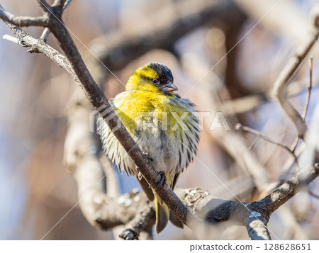 Eurasian siskin male, latin name spinus spinus, sitting on branch of tree. Cute little yellow songbird. 128628651