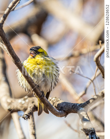 Eurasian siskin male, latin name spinus spinus, sitting on branch of tree. Cute little yellow songbird. Eurasian siskin male, latin name spinus spinus, sitting on branch of tree. Cute little yellow songbird. 128628652