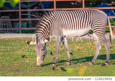 Grevy's zebra, lat Equus grevyi, also known as the imperial zebra eats green grass. Grevy's zebra, lat Equus grevyi, also known as the imperial zebra eats green grass. 128628692