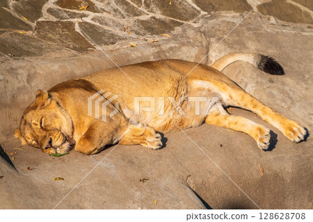 An asian female lion laying on the ground An asian female lion laying on the ground 128628708