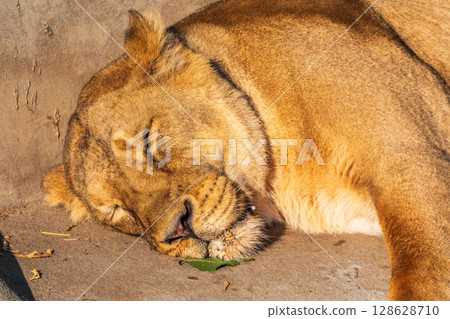 An asian female lion laying on the ground An asian female lion laying on the ground 128628710