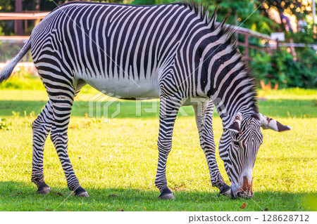 Grevy's zebra, lat Equus grevyi, also known as the imperial zebra eats green grass. Grevy's zebra, lat Equus grevyi, also known as the imperial zebra eats green grass. 128628712