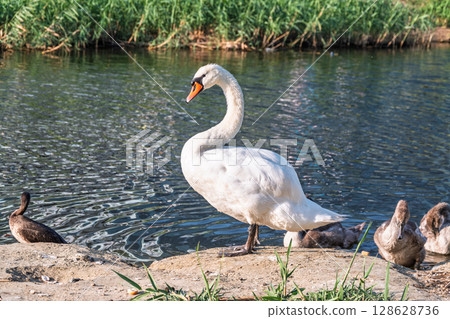 Wild swans with their offspring on a pond in the reeds. Incredibly beautiful nature and birds. 128628736