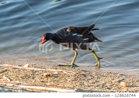 The common moorhen, black and brown bird with red and yellow beak and green legs, walking on dry leaves seeking for food. 128628744