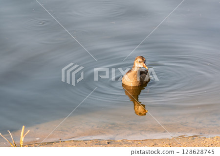 Juvenile Moorhen Chicks Swimming in Natural Wetland Habitat 128628745