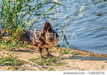Great cormorant, Phalacrocorax carbo, standing on a stone on the sea shore. Great cormorant, Phalacrocorax carbo, standing on a stone on the sea shore. 128628749