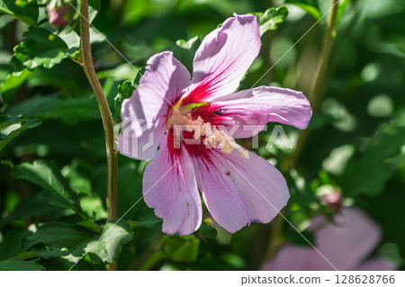 Pink flowers of Hibiscus moscheutos plant close-up. Hibiscus moscheutos, swamp hibiscus, Pink flowers of Hibiscus moscheutos plant close-up. Hibiscus moscheutos, swamp hibiscus, 128628766