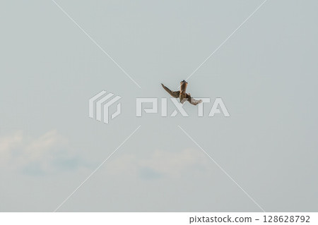 Common kestrel, Falco tinnunculus, hovered in the air in search of prey 128628792