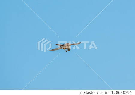 Common kestrel, Falco tinnunculus, hovered in the air in search of prey Common kestrel, Falco tinnunculus, hovered in the air in search of prey 128628794
