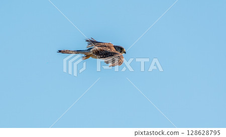 Common kestrel, Falco tinnunculus, hovered in the air in search of prey Common kestrel, Falco tinnunculus, hovered in the air in search of prey 128628795