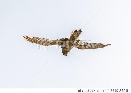 Common kestrel, Falco tinnunculus, hovered in the air in search of prey 128628796
