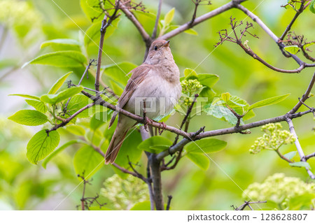 Thrush Nightingale, Luscinia luscinia. A bird sits on a tree branch and sings Thrush Nightingale, Luscinia luscinia. A bird sits on a tree branch and sings 128628807