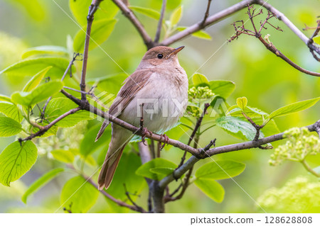 Thrush Nightingale, Luscinia luscinia. A bird sits on a tree branch and sings Thrush Nightingale, Luscinia luscinia. A bird sits on a tree branch and sings 128628808
