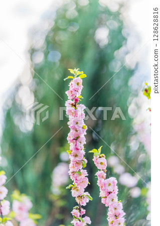 Beautiful Pink Flowers of Prunus triloba, Blossom, pink flowers. Prunus triloba, sometimes called flowering plum or flowering almond, a name shared with Prunus jacquemontii 128628816