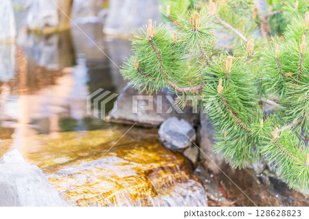Green small pine trees with fresh shoots in spring or summer Green small pine trees with fresh shoots in spring or summer 128628823