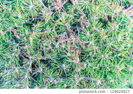 Closeup of fir branches with young buds. Spring nature concept. Fir branches with fresh shoots Closeup of fir branches with young buds. Spring nature concept. Fir branches with fresh shoots 128628827