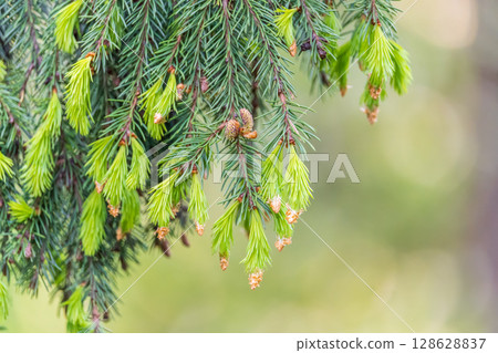 Closeup of fir branches with young buds. Spring nature concept. Fir branches with fresh shoots Closeup of fir branches with young buds. Spring nature concept. Fir branches with fresh shoots 128628837
