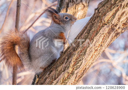 Squirrel in winter sits on a tree trunk with snow Squirrel in winter sits on a tree trunk with snow 128628900
