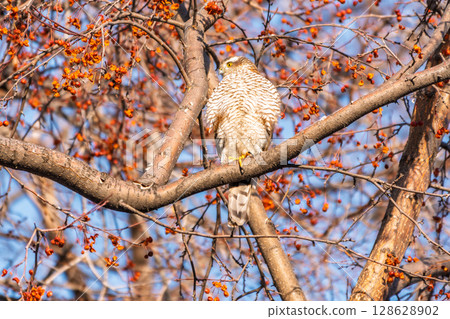 A Eurasian sparrowhawk perched on a branch of a tree outdoors. A Eurasian sparrowhawk perched on a branch of a tree outdoors. 128628902