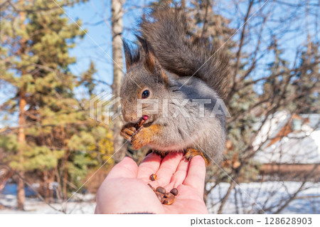 Squirrel eats nuts from a man's hand. Caring for animals in winter or autumn. 128628903