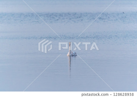 Graceful white Swan swimming in the lake, swans in the wild. Portrait of a white swan swimming on a lake. 128628938